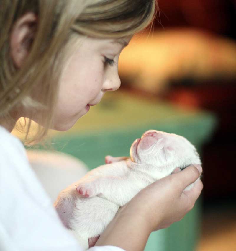 girl holding white newborn baby bulldog