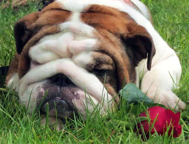 white and brindle bulldog lying in the grass outside with rose