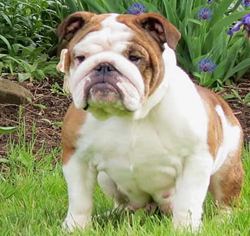 white and brindle bulldog by garden