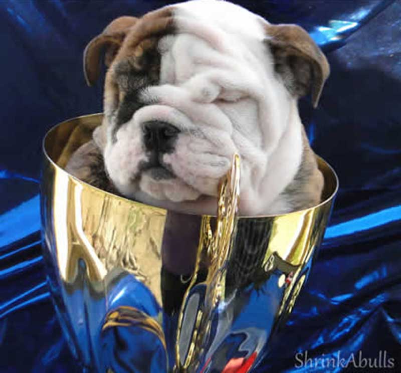 white and brindle sleep wrinkly bulldog pup in trophy