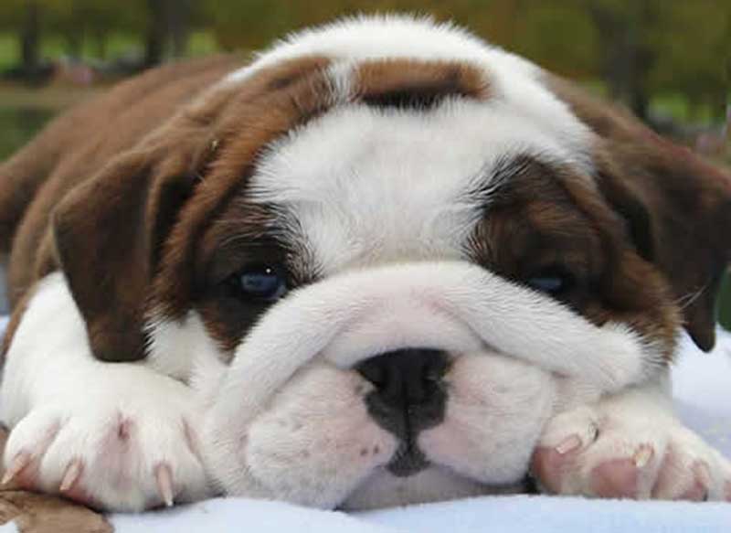 chocolate and white bulldog pup sleepy lying down