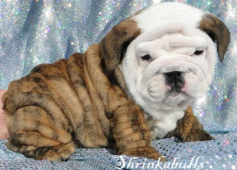 chocolate white brindle wrinkly bulldog puppy