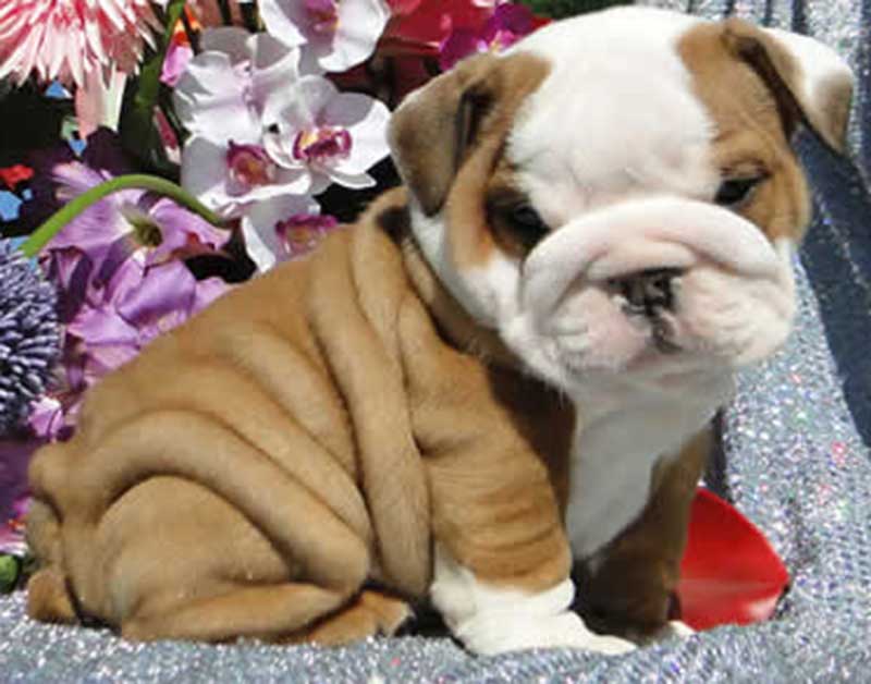 Chocolate and white cute bulldog puppy with flowers