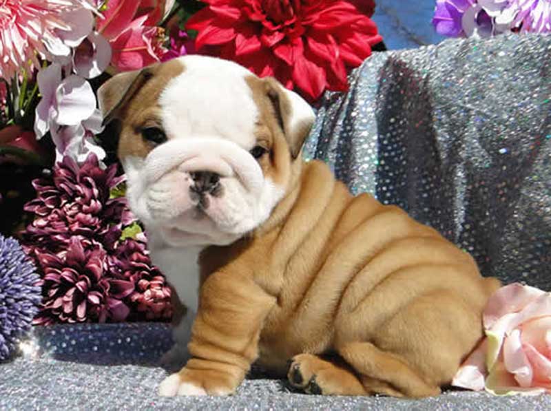 Wrinkly chocolate with white bulldog puppy and flowers