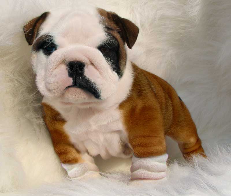 Chocolate white and black english bulldog puppy white bg