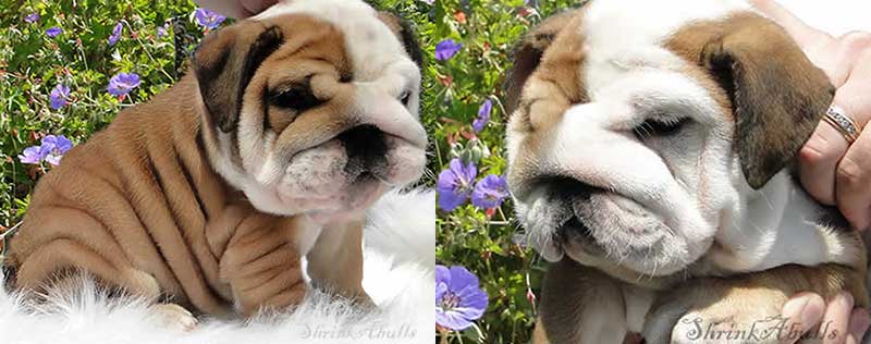 Wrinkly chocolate and white bulldog puppy