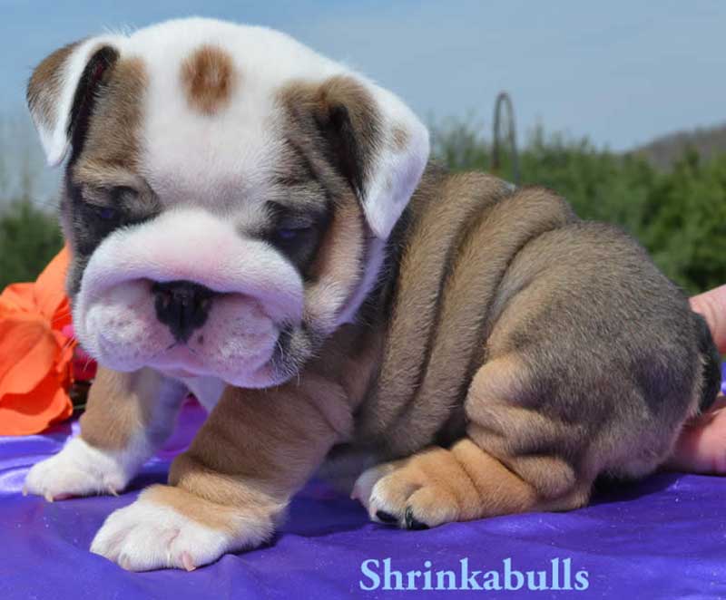 White and chocolate bulldog puppy wrinkly and cute