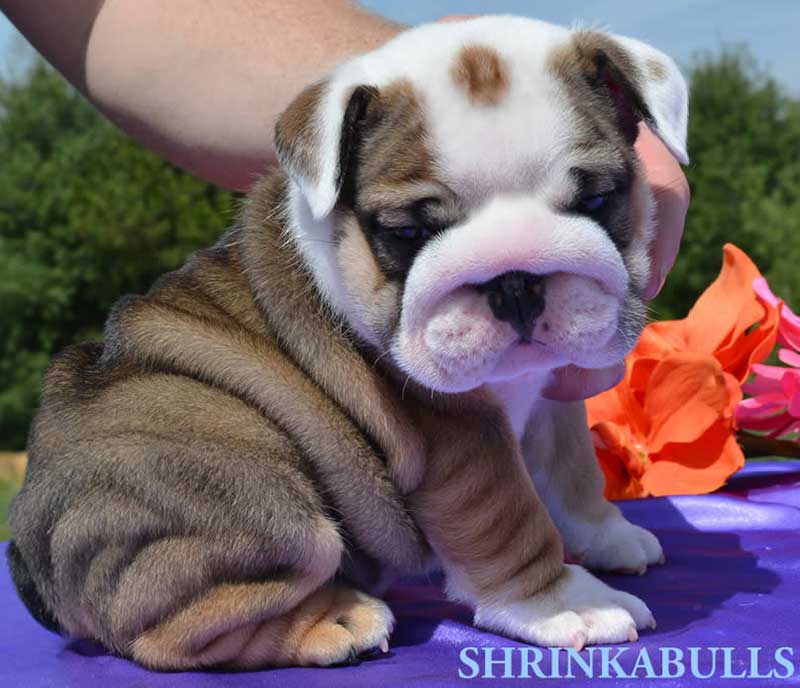 Brindle and white bulldog puppy wrinkly