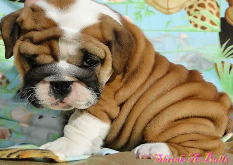 Cute and wrinkly chocolate and white bulldog puppy