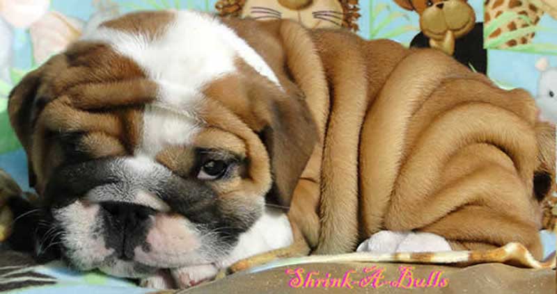 Chocolate and white wrinkly english bulldog puppy lying down