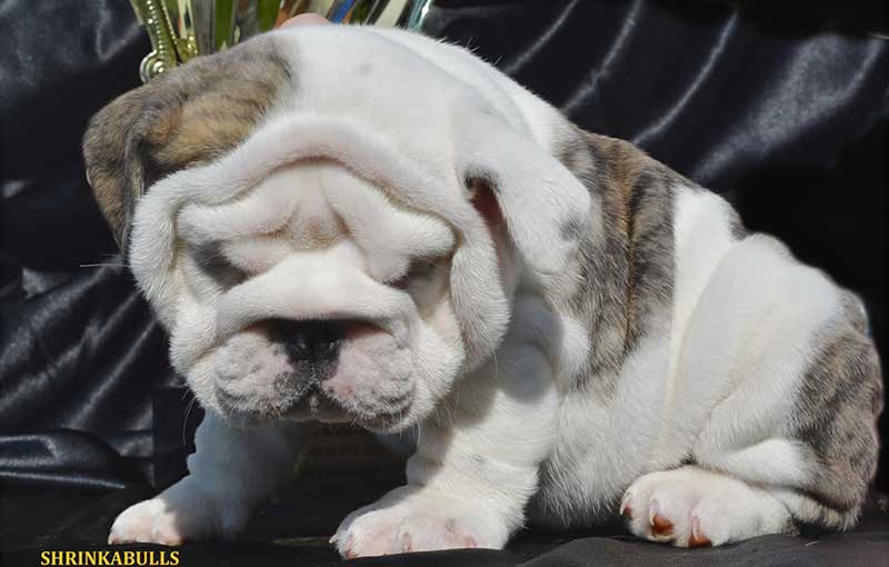 White and brindle cute wrinkly bulldog with trophy