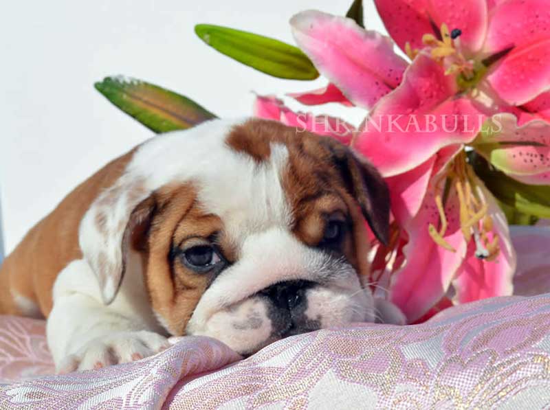 bulldog puppy with flower