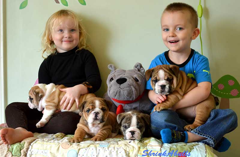 Happy children with english bulldog puppies