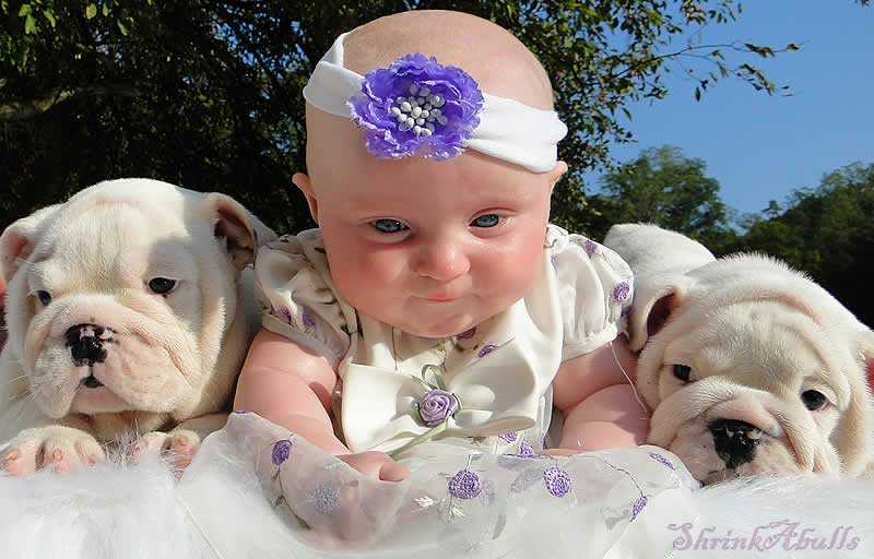Cute baby with white bulldog puppies