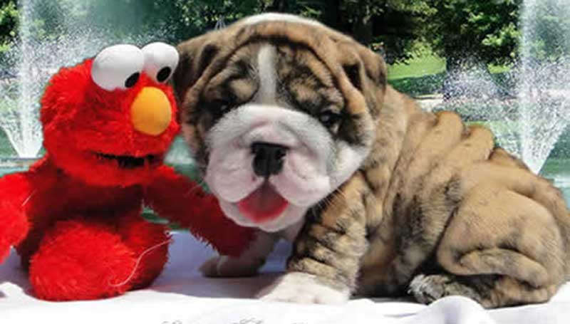 Brindle and white english bulldog puppy with elmo by lake