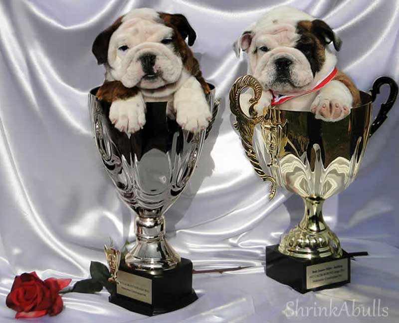 White and brindle english bulldogs in trophies