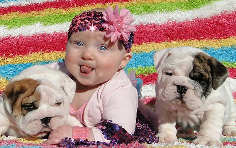 Cute baby girl with white brindle bulldog puppies