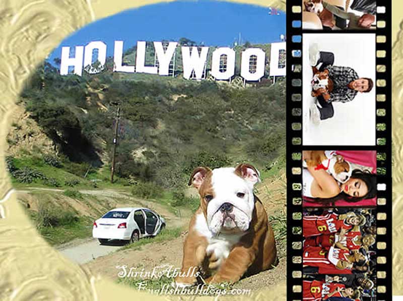 Celebrity bulldogs with Hollywood sign