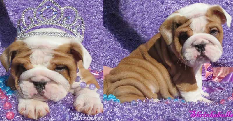 Royal english bulldog puppy with tiara