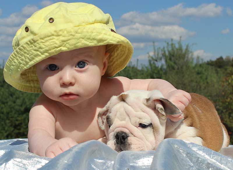 Baby blue eyes with cute baby english bulldog