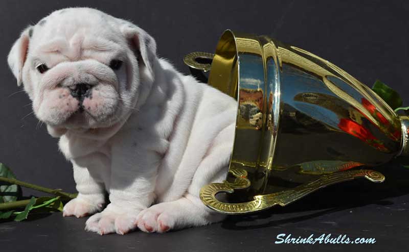 White bulldog puppy in trophy