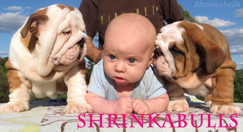 Baby with white and brown bulldog puppies on both sides