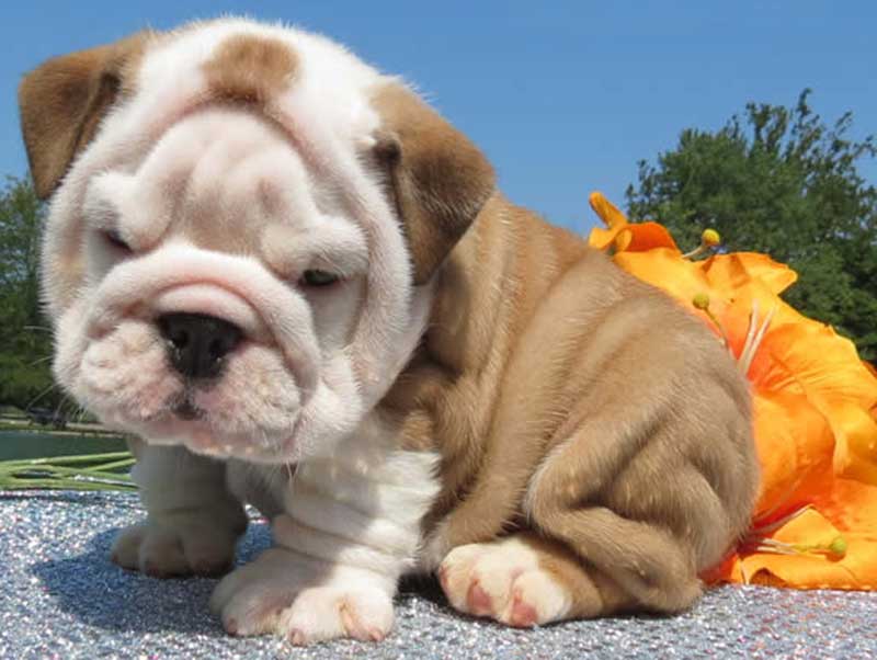 White and tan wrinkly bulldog puppy