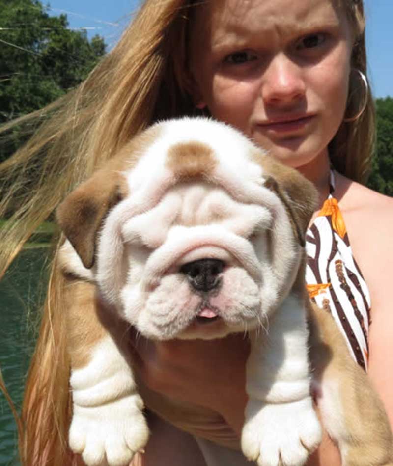 Teenager with wrinkly white and tan bulldog