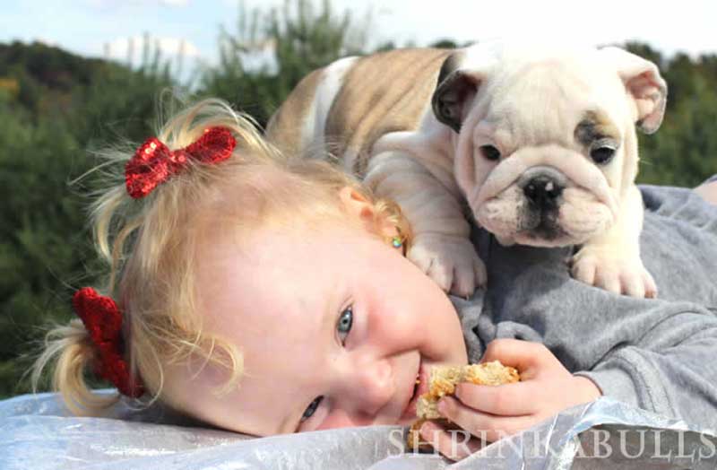 Girl eating with white and brindle bulldog puppy