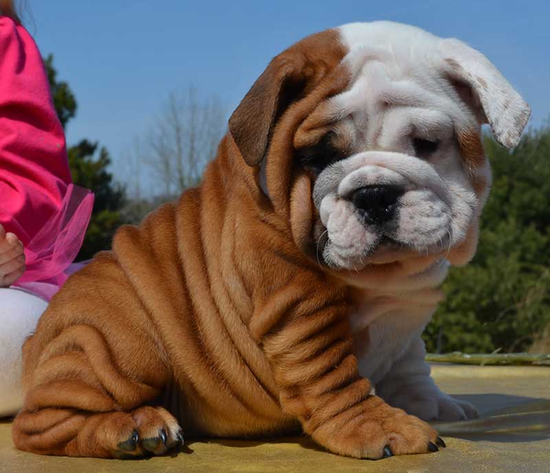 Wrinkly white and chocolate bulldog puppy