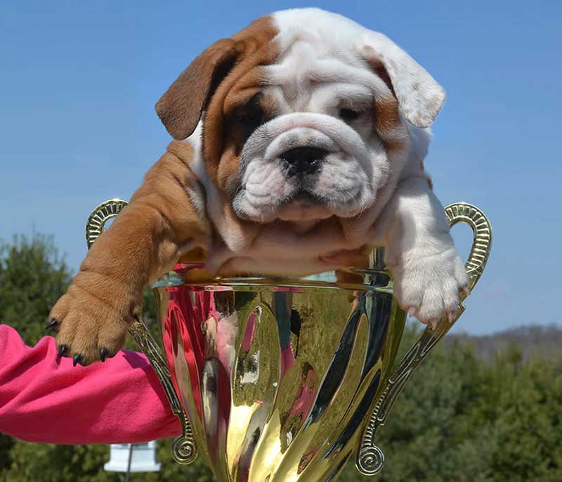 White and chocolate bulldog in trophy