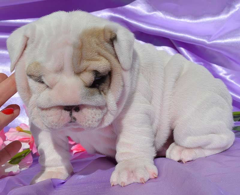 White and tan bulldog puppy wrinkly