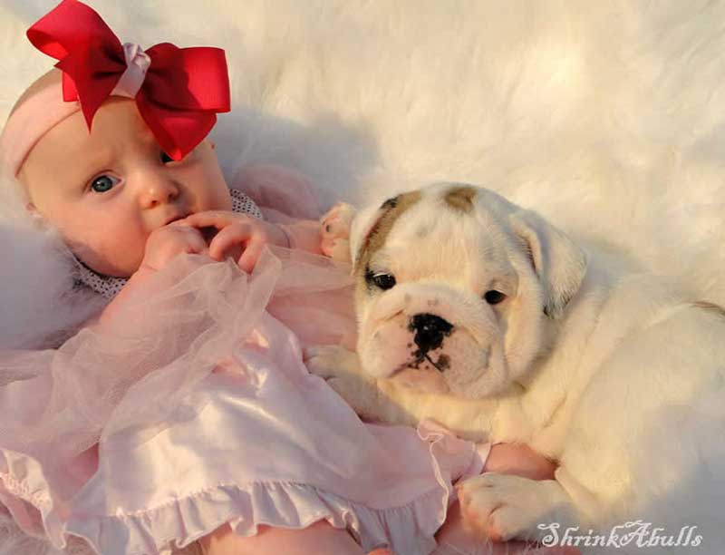 Baby with cute wrinkly white bulldog puppy