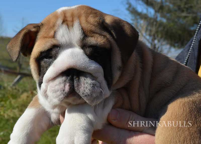 White and brown bulldog in arms