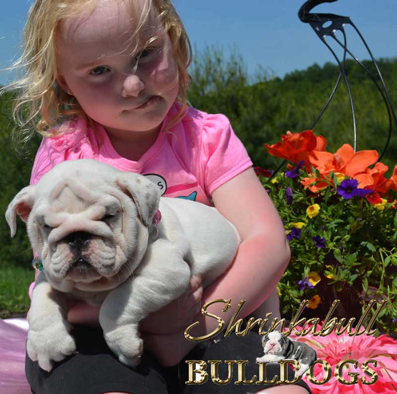 Girl holding wrinkly white bulldog puppy