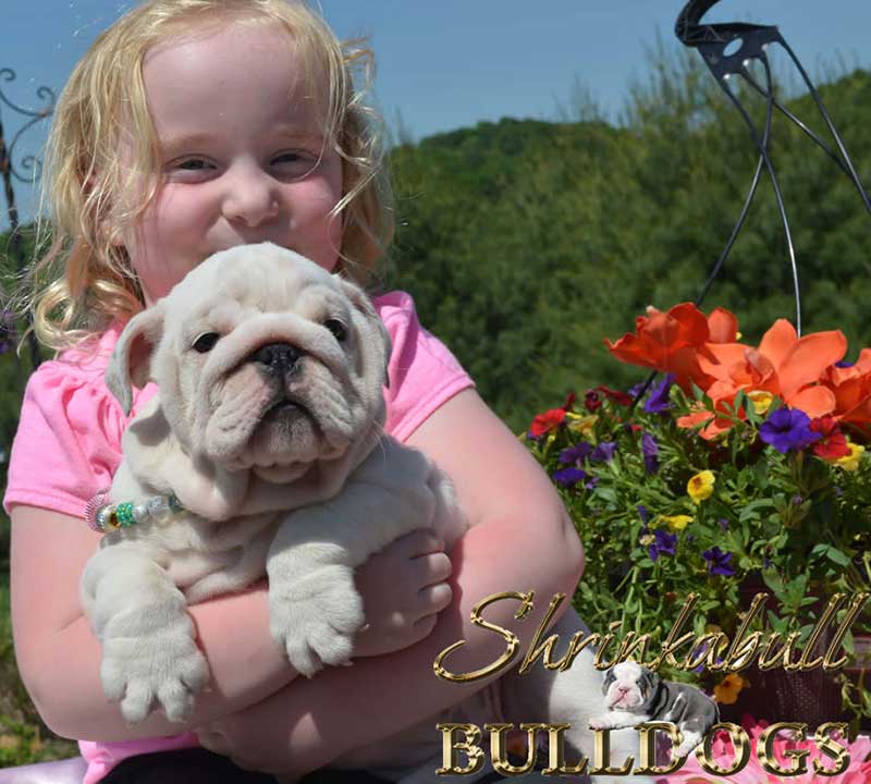 Happy girl with white english bulldog puppy