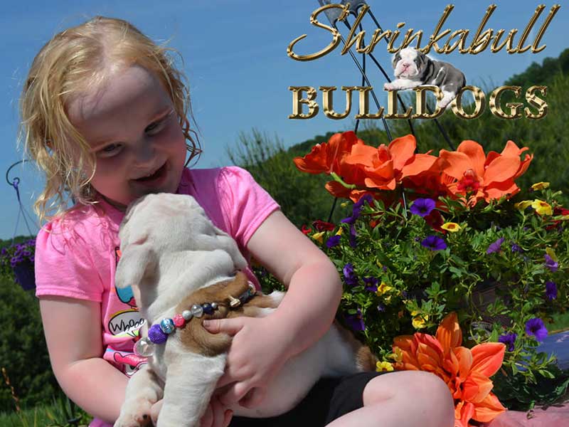 Girl looking at happy white and brindle bulldog puppy