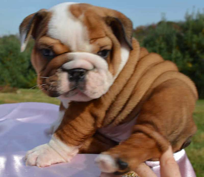 Cute wrinkly white and tan bulldog puppy