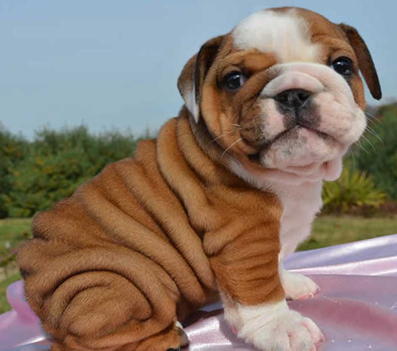 Cute bulldog puppy wrinkly chocolate