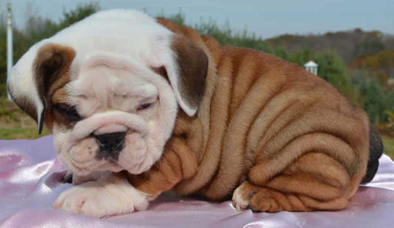 cute wrinkly white and tan bulldog puppy