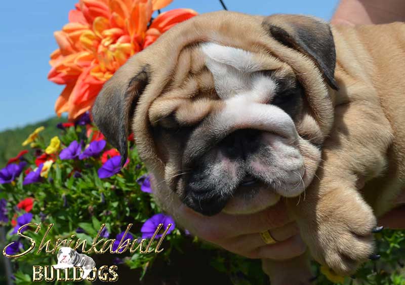 black tan and white wrinkly english bulldog with flowers in bg