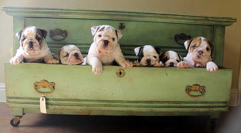 white and brindle bulldog puppes in drawer