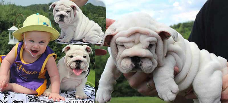 white wrinkly bulldog puppies