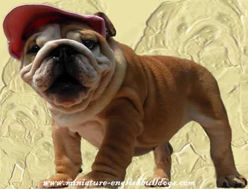 chocolate bulldog puppy with hat