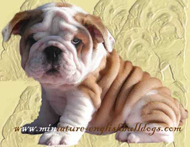 white and tan super wrinkly bulldog puppy