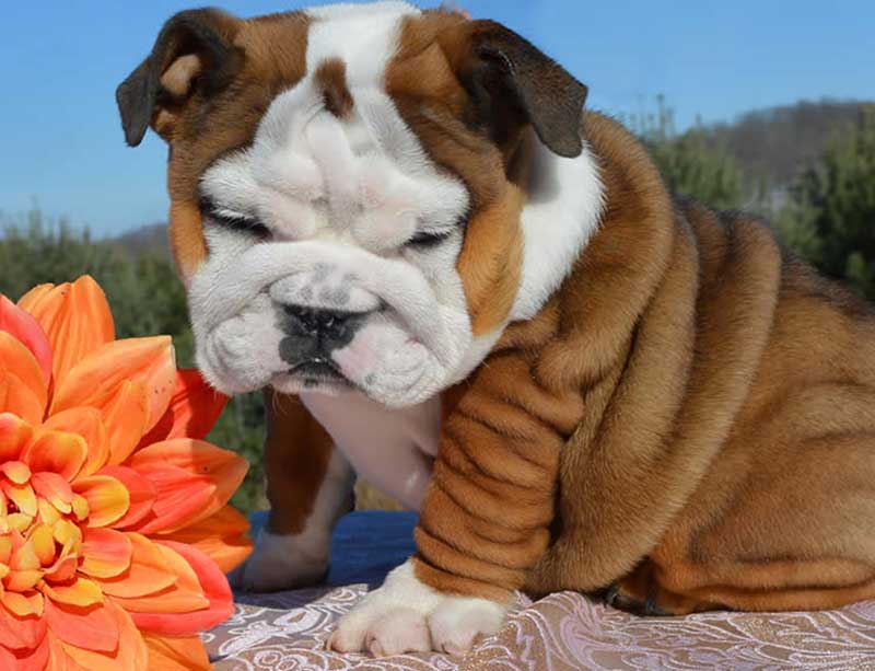 white and tan wrinkly bulldog with flower