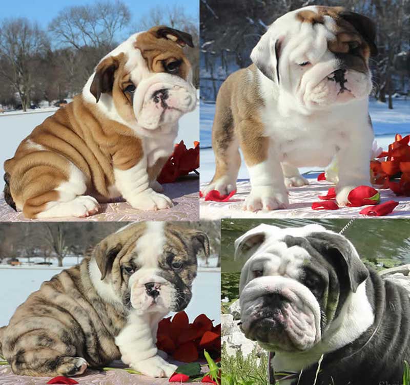 tan and white bulldog puppies in snow