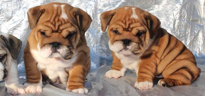 chocolate and white wrinkly bulldog puppy
