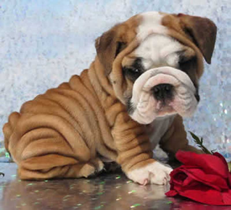 wrinkly white and chocolate bulldog puppy