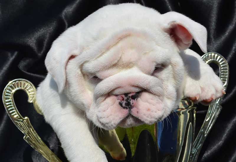 white english bulldog puppy in gold trophy